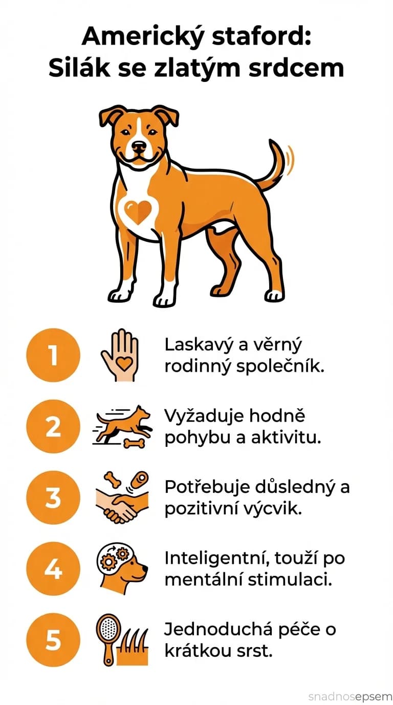 Infografika: Americký staford: Silák se zlatým srdcem
