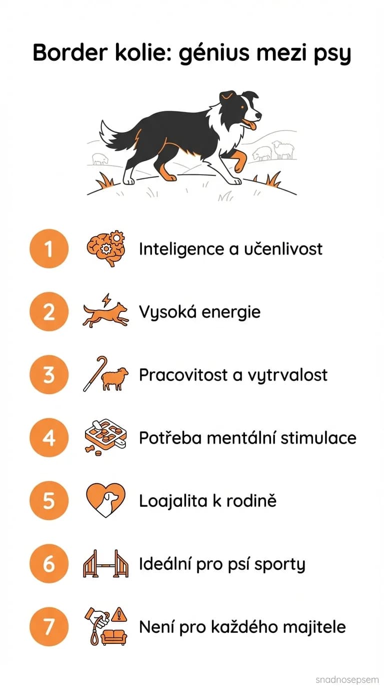 Infografika: Border kolie: génius mezi psy