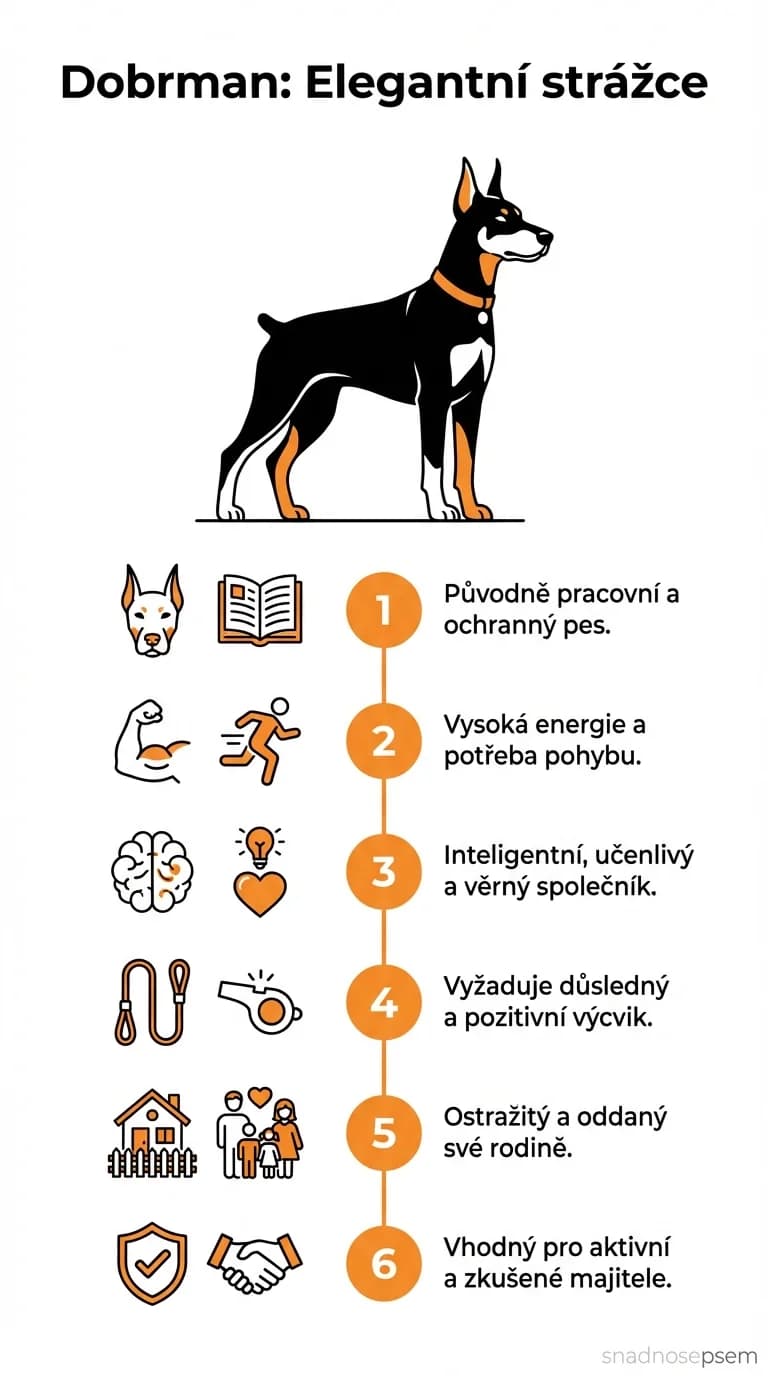 Infografika: Dobrman: Elegantní strážce