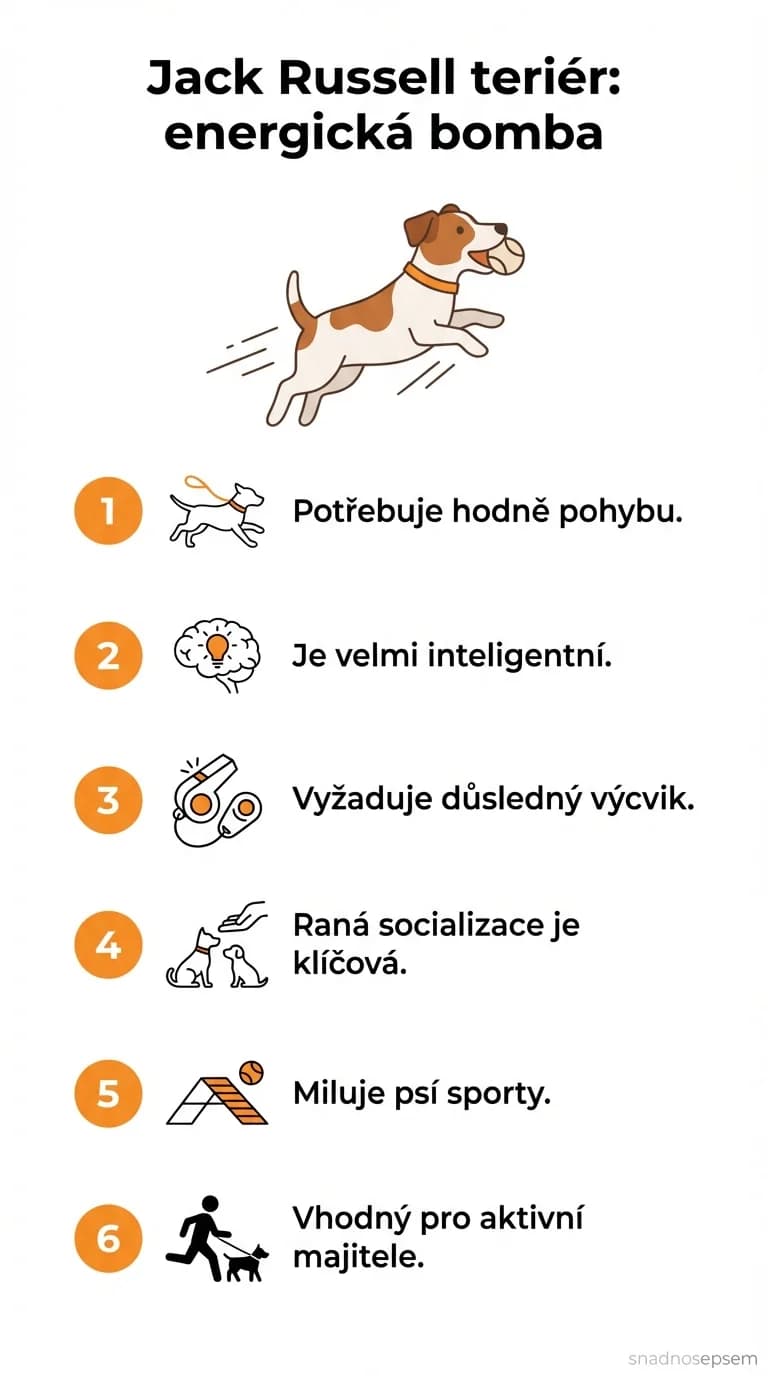 Infografika: Jack Russell teriér: energická bomba