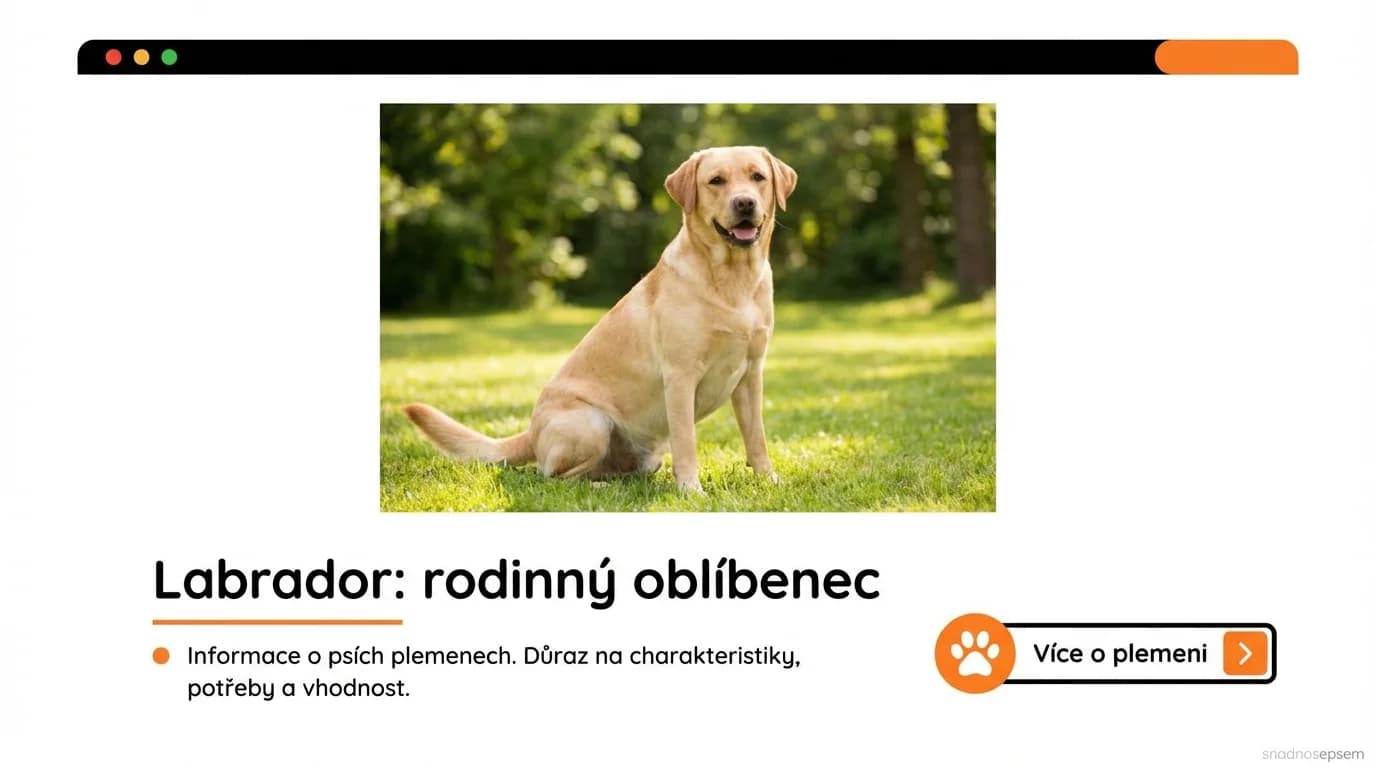 Labrador: rodinný oblíbenec