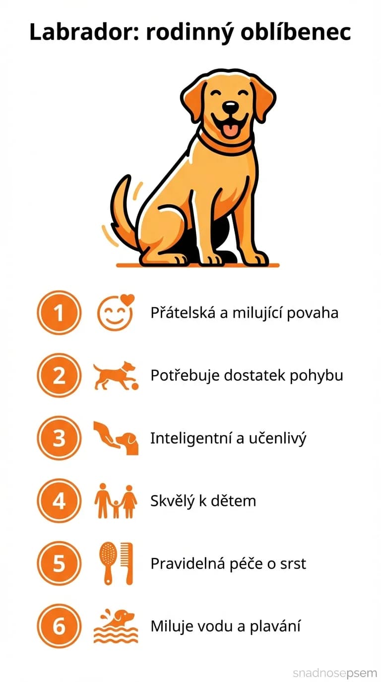 Infografika: Labrador: rodinný oblíbenec