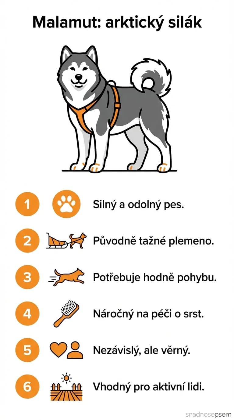 Infografika: Malamut: arktický silák