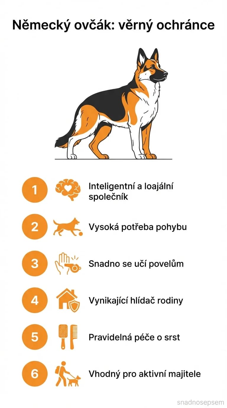 Infografika: Německý ovčák: věrný ochránce