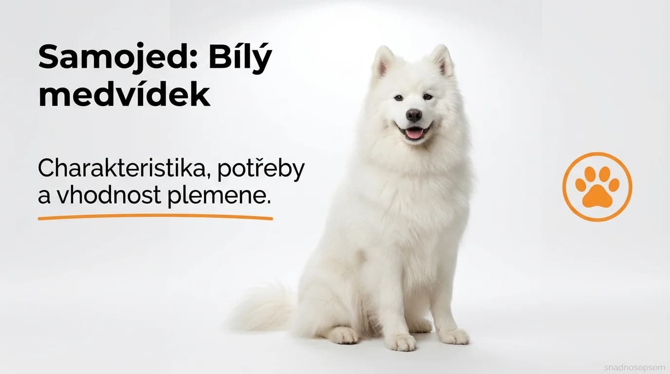 Fotografie: Samojed: Bílý medvídek