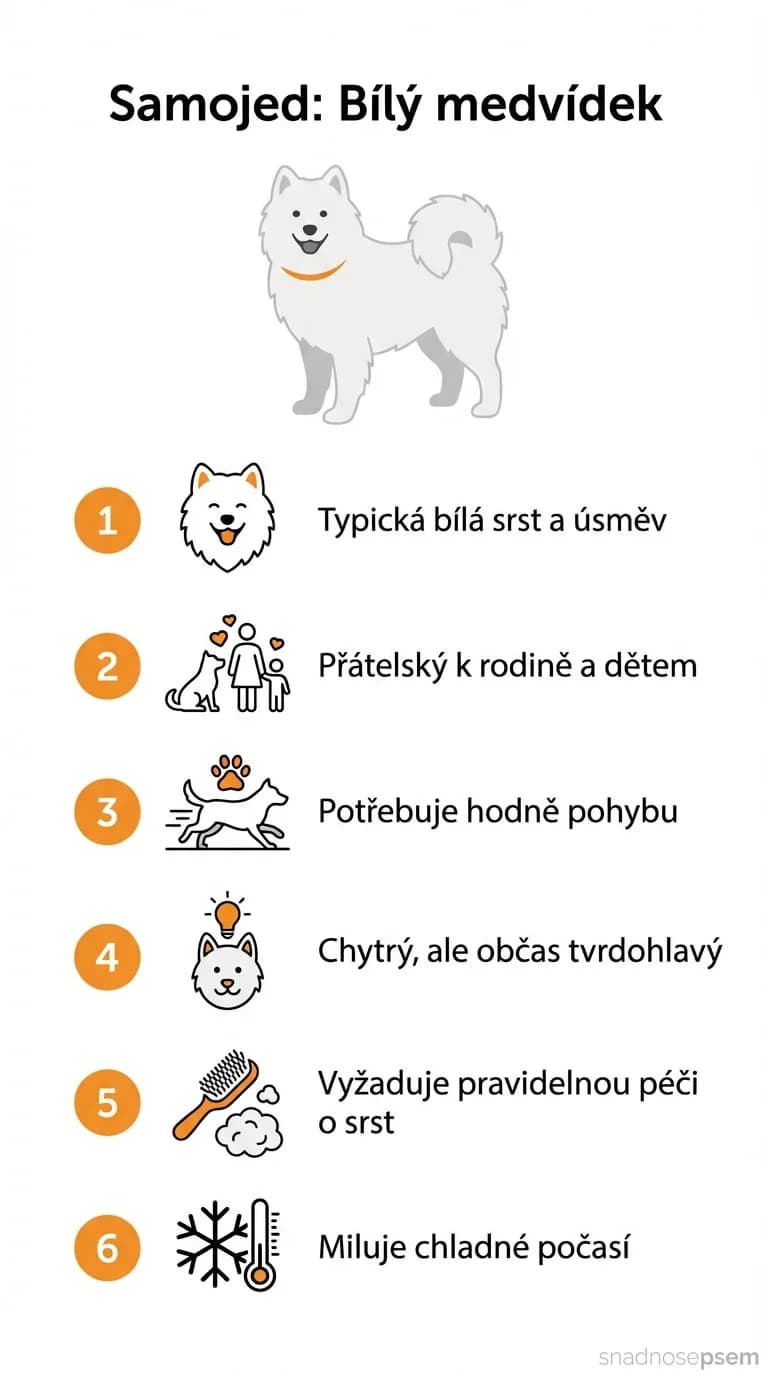 Infografika: Samojed: Bílý medvídek