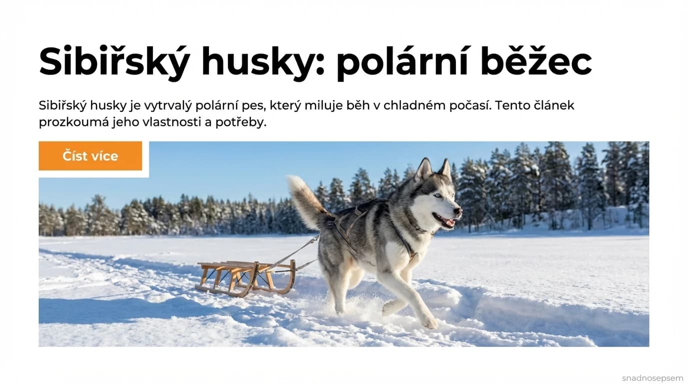 Sibiřský husky: polární běžec