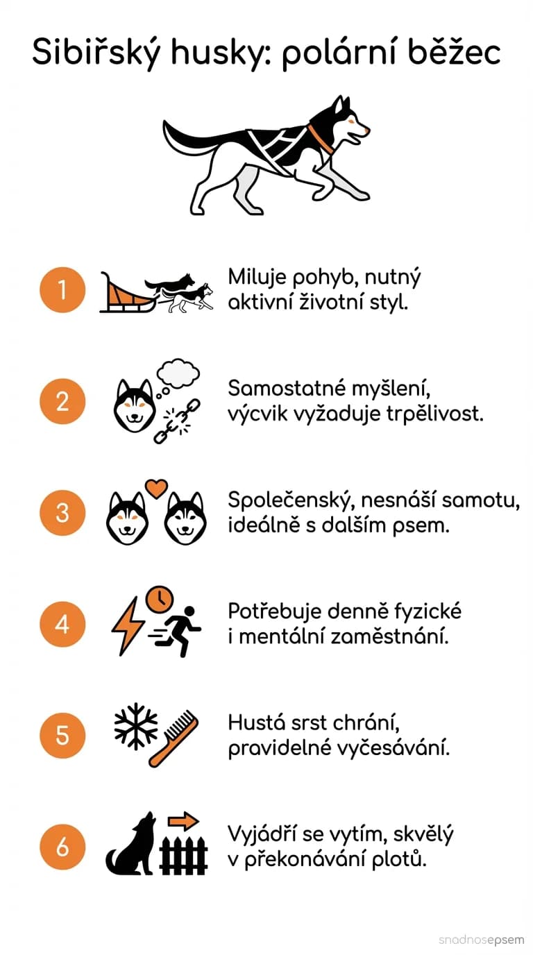 Infografika: Sibiřský husky: polární běžec
