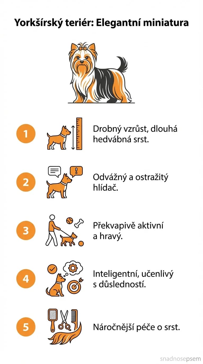 Infografika: Yorkšírský teriér: Elegantní miniatura